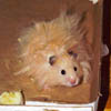 Ashley's hamster